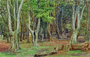Forest Prints: Old Beech Trees, near High Beech, Epping Forest, Essex