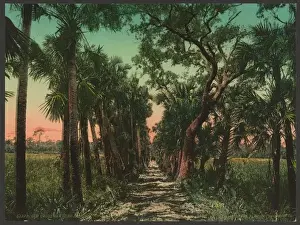 Cause Way Prints: Old causeway near Ormond