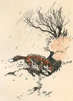 Scratching Prints: An old dog fox scratching at the ground
