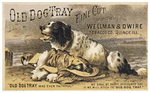 Newfoundland Gallery: Old Dog Tray Rescue
