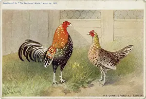 Poultry Prints: Old English game spangled bantams (Gallus species) Date: 1912