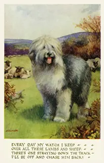Old English sheep dog