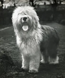 Old English Sheepdog