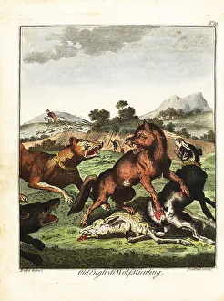 Recreation And Amusement Prints: Old English wolf hunting