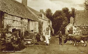 Milk Collection: An Old Farm, Guernsey, Channel Islands