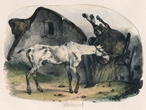 Images Dated 7th February 2011: The Old Horse