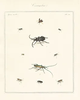 Old house borer, tanner beetle, longhorn, etc
