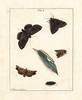 Pupa Prints: The old lady and herald moths