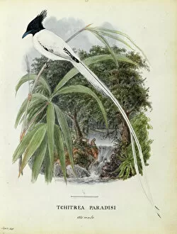 Sauropsida Gallery: Old male Asian Paradise Flycatcher Watercolour