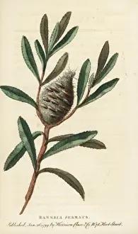 Old man banksia, Banksia serrata