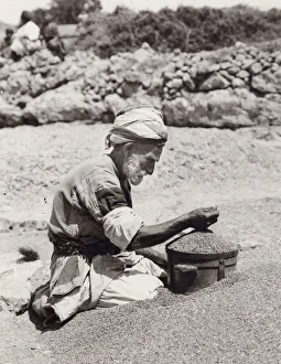 Measuring Prints: Old man measuring wheat Palestine, Israel, Holy Land