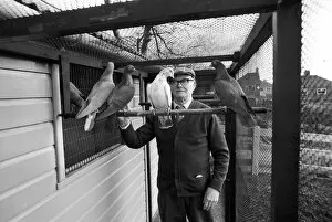 Perch Gallery: Old man in pigeon loft, Stoke