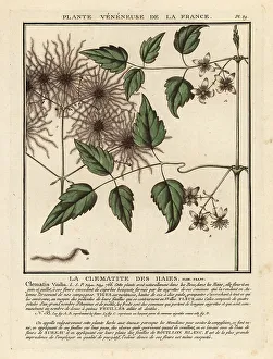 Colour Printing Prints: Old man's beard, Clematis vitalba