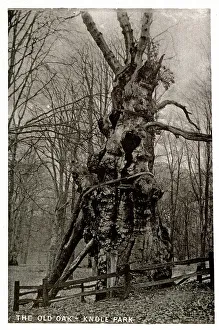 The Old Oak Tree, Knole Park, Kent