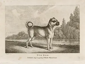 Ears Prints: Old Type Pug