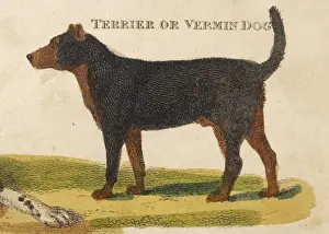 Mice Prints: Old Type Terrier