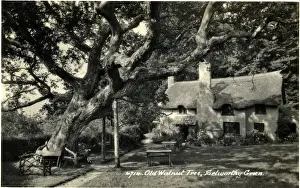 Exmoor Prints: Old Walnut Tree & Thatched Cottage, Selworthy, Somerset