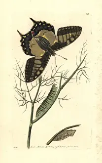 Old world swallowtail butterfly, Papilio machaon