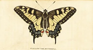 Ornithology Prints: Old World swallowtail, Papilio machaon