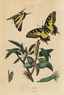 Papillon Prints: Old World swallowtail and scarce swallowtail, larva and pupa