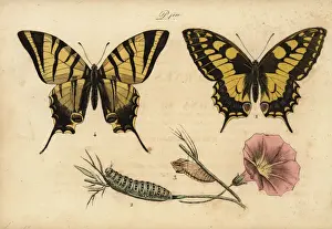 Old World swallowtail and scarce swallowtail