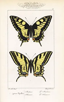 Alexis Collection: Old World swallowtail and southern swallowtail