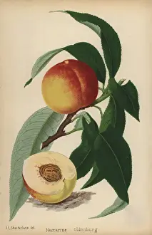Prunus Prints: Oldenberg nectarine, Prunus persica cultivar