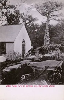 Cedar Prints: The Oldest Cedar Tree in Bermuda and Devonshire Church