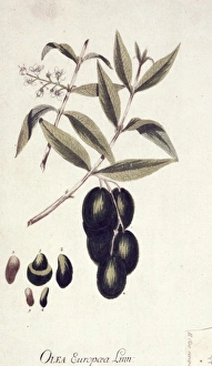 Lamiales Gallery: Olea europaea, acebuche