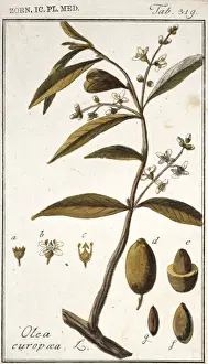Olea europaea, acebuche