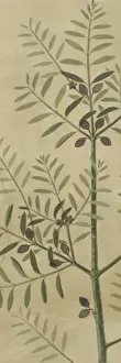 Olea europaea, olive