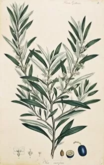 Lamiales Gallery: Olea europaea, olive