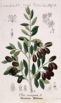 Olea europaea, olive