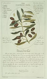 Herbal Gallery: Olea sp. olive