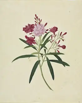 Oleander Prints: Oleander cv