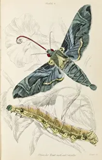 Oleander Hawk Moth