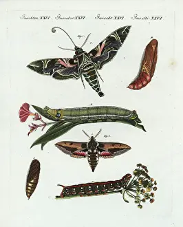 Pupa Prints: Oleander hawk-moth and spurge hawk-moth