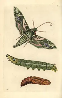 Pupa Prints: Oleander hawkmoth, Daphnis nerii, moth, caterpillar and pupa