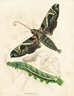 Oleander hawkmoth, Daphnis nerii