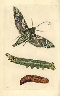 Pupa Collection: Oleander hawkmoth, Daphnis nerii, moth, caterpillar and pupa