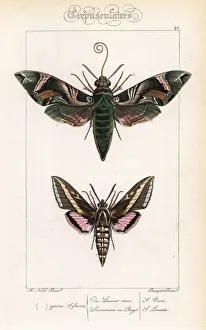 Alexis Collection: Oleander hawkmoth and hummingbird moth