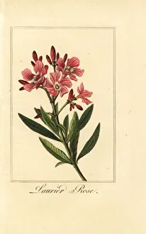Images Dated 31st March 2020: Oleander, Laurier-rose, Nerium oleander
