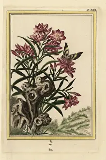 Oleander, Nerium oleander