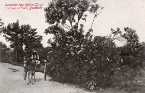 Bloom Collection: Oleander Tree in full bloom, Bermuda and a donkey cart