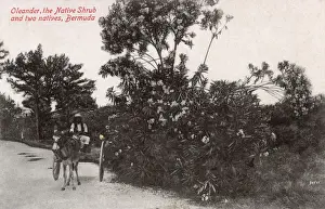 Oleander Prints: Oleander Tree in full bloom, Bermuda and a donkey cart