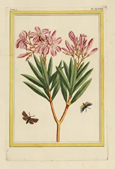 Precieuse Prints: Oleander tree, Nerium oleander