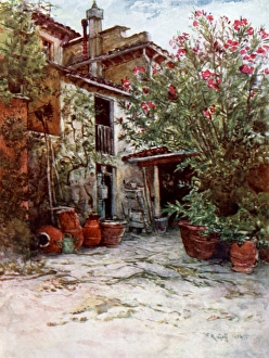 Amphorae Gallery: Oleanders in bloom in June on a Tuscan Farm, Italy