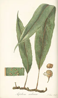 Exotic Flora Prints: Oleandra articulata fern