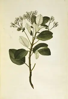 Olearia furfuracea, tree daisy