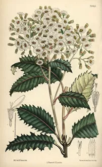 Curtis Collection: Olearia macrodonta, white flower native to New Zealand